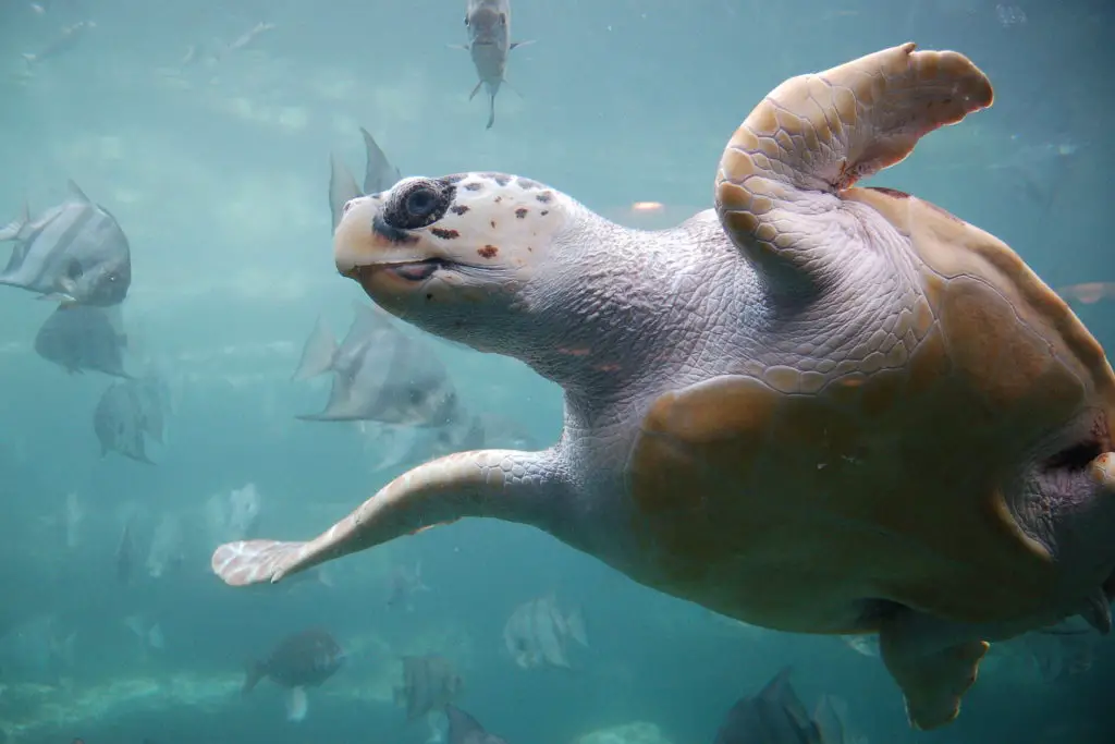 tortuga-boba-caretta-caretta